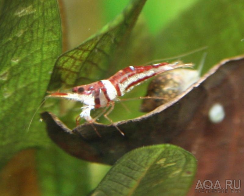 Sulawesi Shrimp species - Harlequin Shrimp