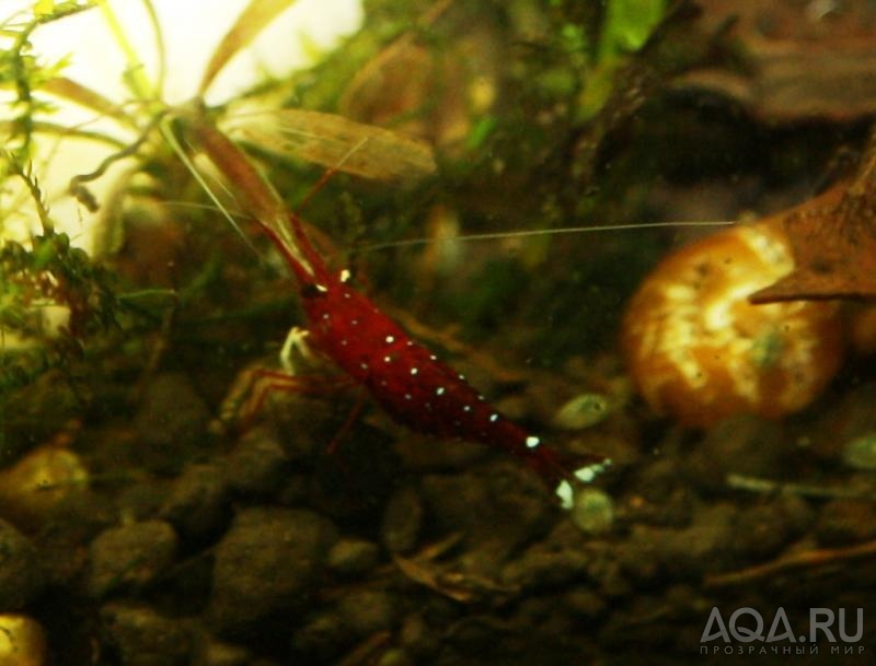 sulawesi cardinal shrimp