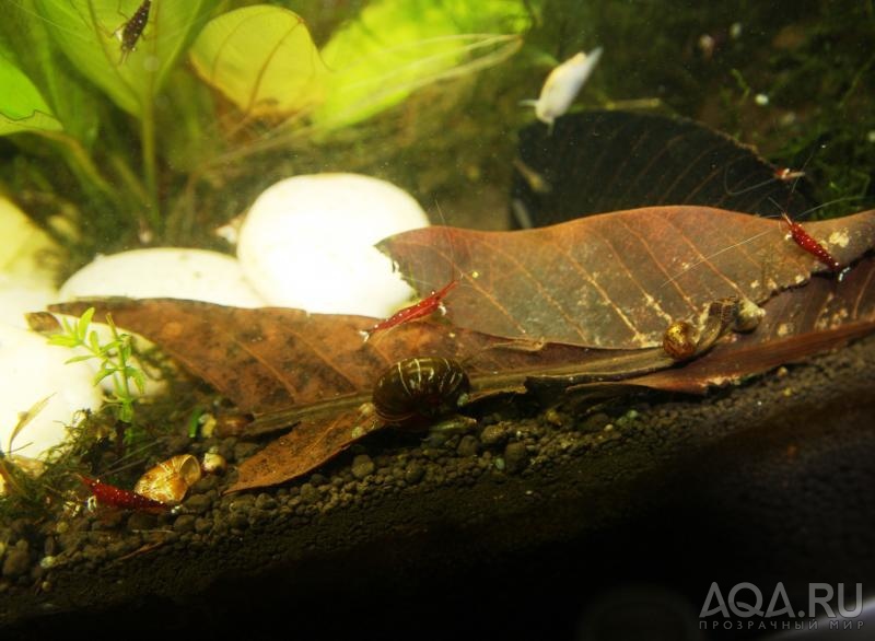 sulawesi cardinal shrimp