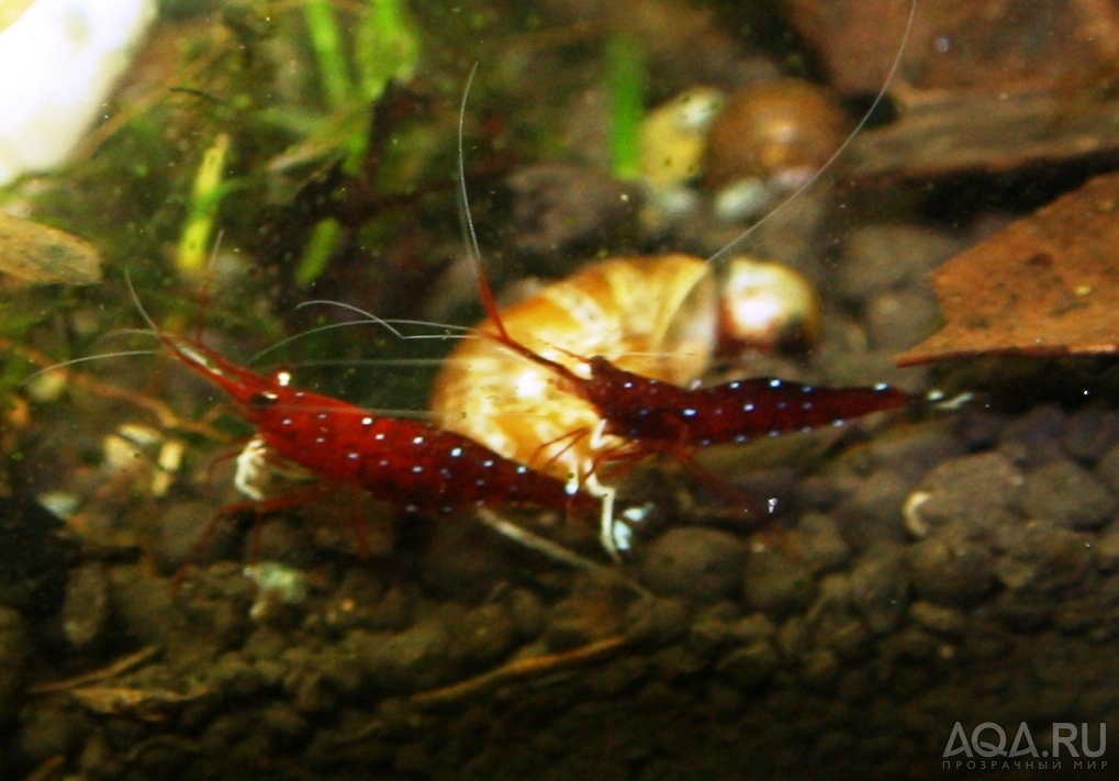 sulawesi cardinal shrimp