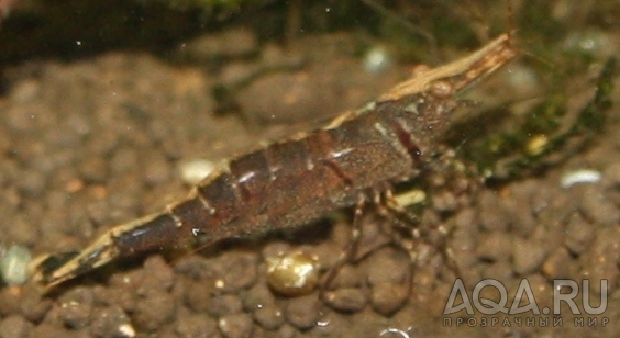 Sulawesi  shrimp -