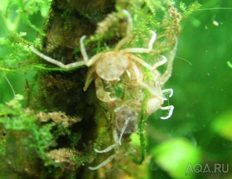 Limnopilos naiyanetri micro spider crab