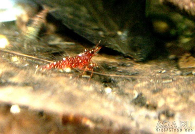 Sulawesi Shrimp species -  Red Orchid Bee