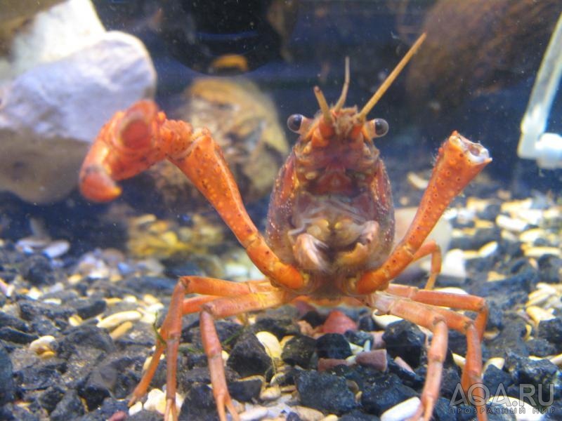 procambarus clarkii