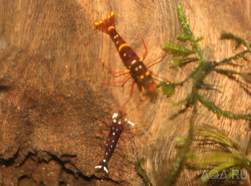 Sulawesi  Caridina Sp Yellow Cheek Red Bee и sulawesi cardinal shrimp