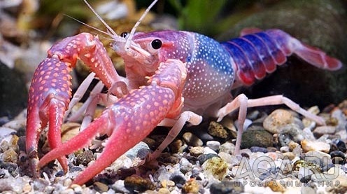 procambarus clarkii blue pearl (голубая жемчужина)