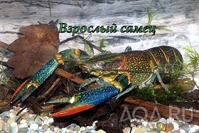 для форума