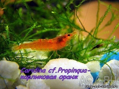 CARIDINA CF. PROPINQUA / карликовая оранж или креветка мандаринка  (апельсинка)