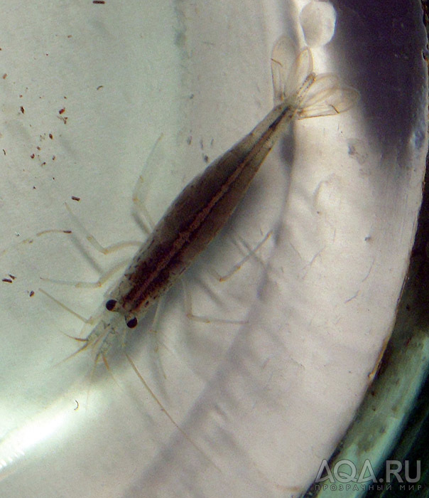 Caridina multidentata femina?