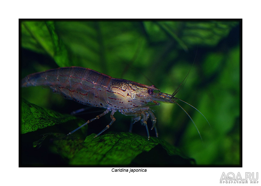 Caridina japonica