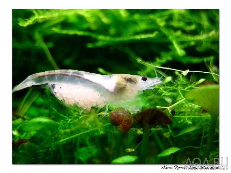 NEOCARIDINA CF. ZHANGJIAJIENSIS VAR. WHITE cнежинка