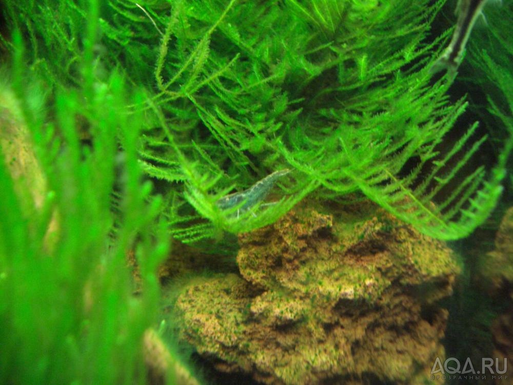 Caridina babaulti 