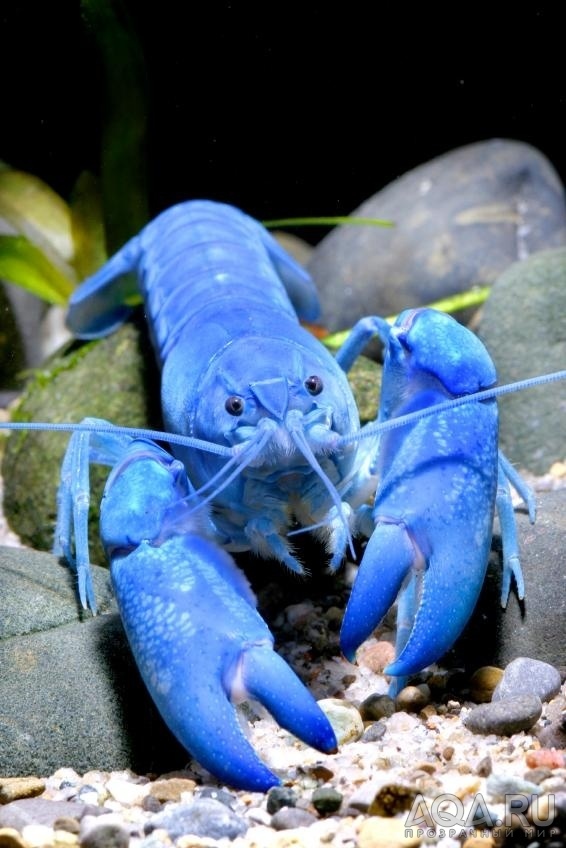 продаю yabby