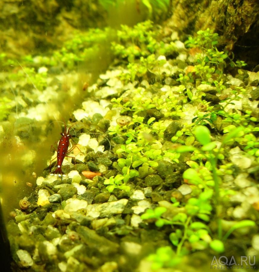 Сулавесская креветка кардинал Cardinal Shrimp/ Caridina sp.