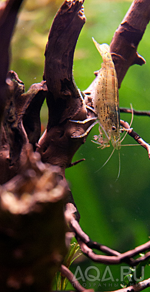 Caridina Japonica