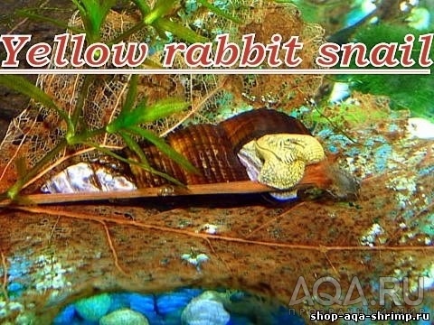 Yellow rabbit snail -желтоногая тиломелания