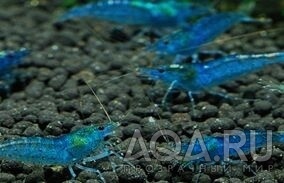 blue fire shrimp