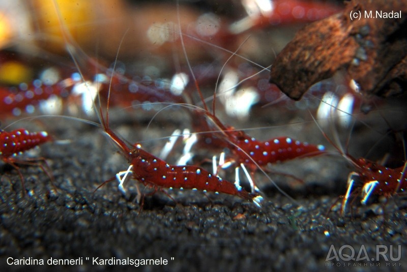 Caridina dennerli