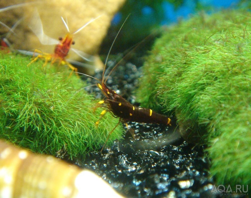 Caridina holthuisi