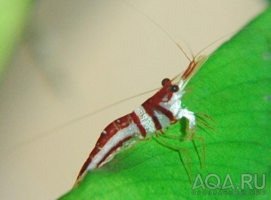 Caridina Woltereckae