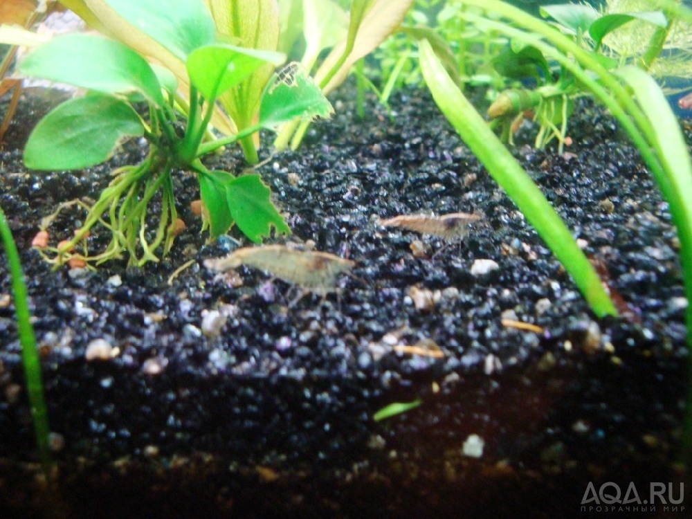 Neocaridina blue fire