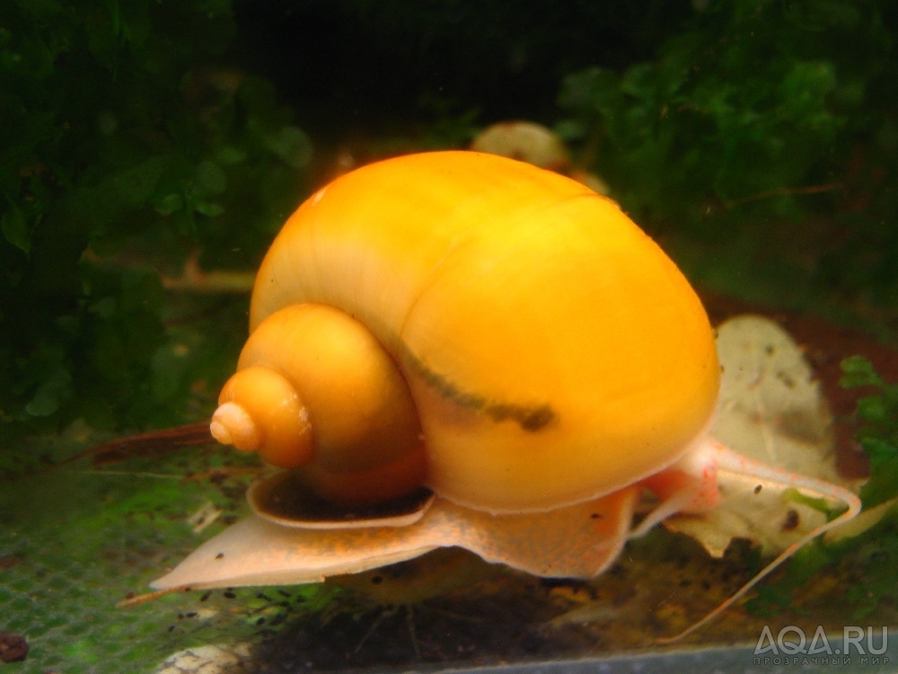 Золотая ампулярия (Pomacea bridgesi var. yellow)