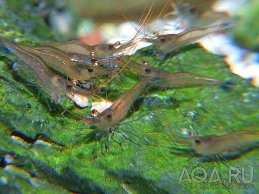 Caridina caerulea