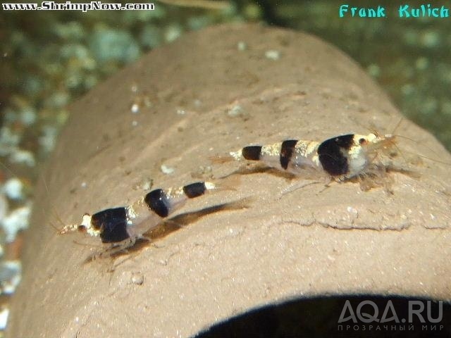 Caridina sp. Sulawesi Bee