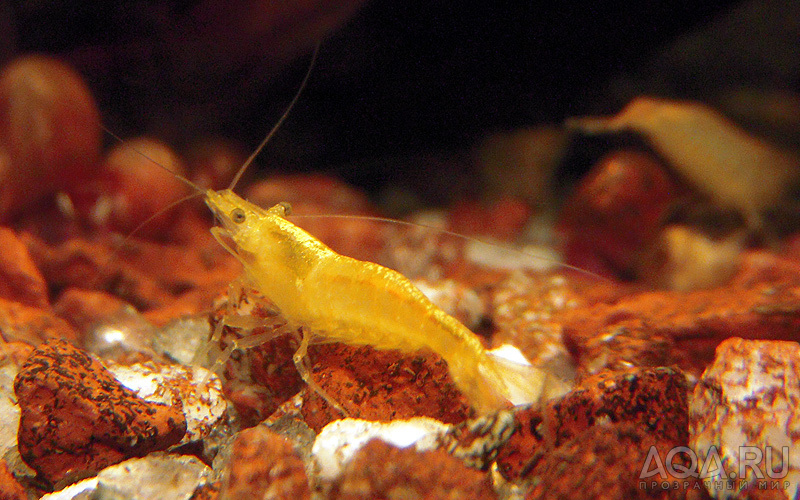 Neocaridina heteropoda