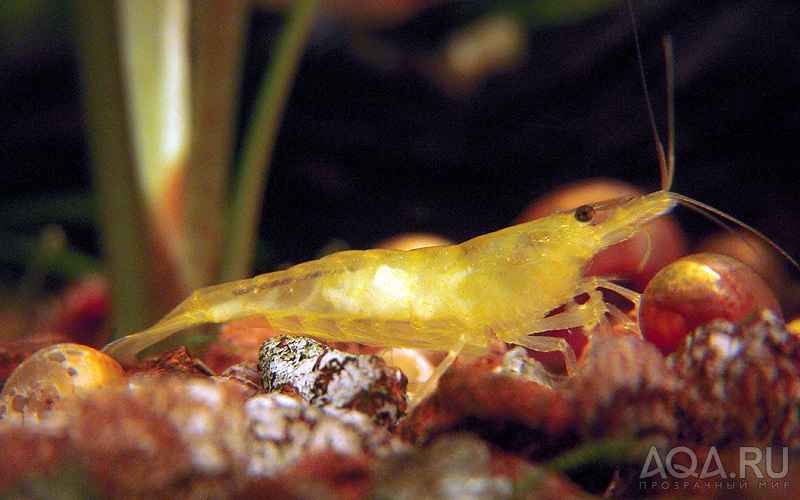 Neocaridina heteropoda