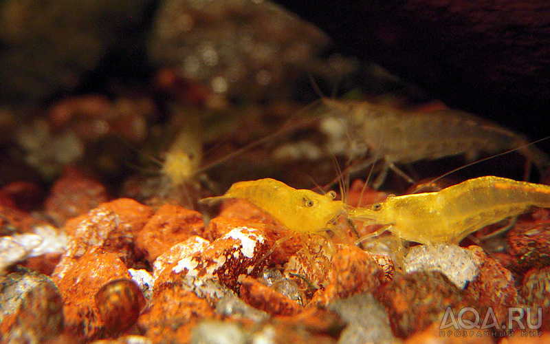 Neocaridina heteropoda