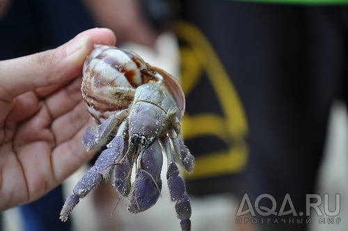 COENOBITA SP	COMMON HERMIT CRAB 