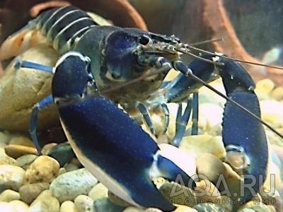 CHERAX SP BLUE MOON 