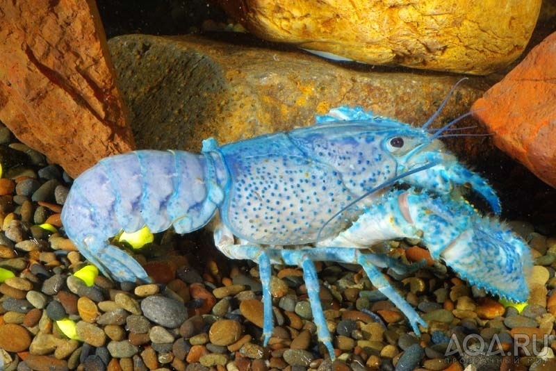 ]Cherax destructor Blue Yabby