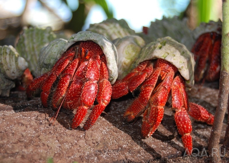 Coenobita sp Strobery hermit crab