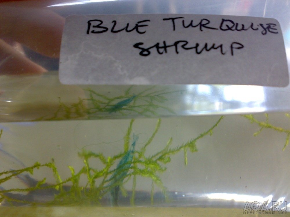 BLUE TURQUISE SHRIMP