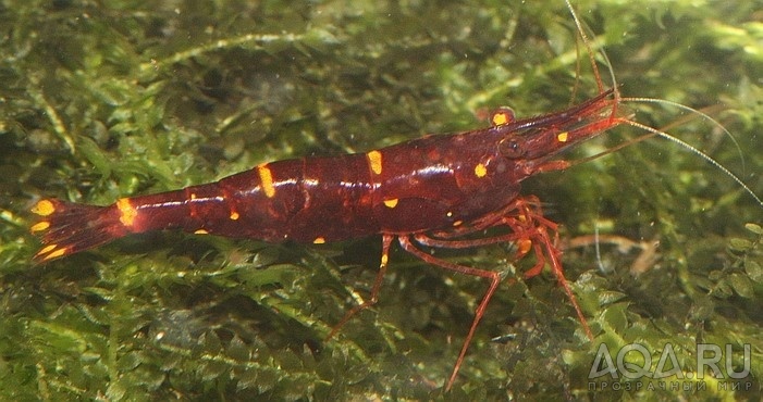 Yellow Cheek Shrimp