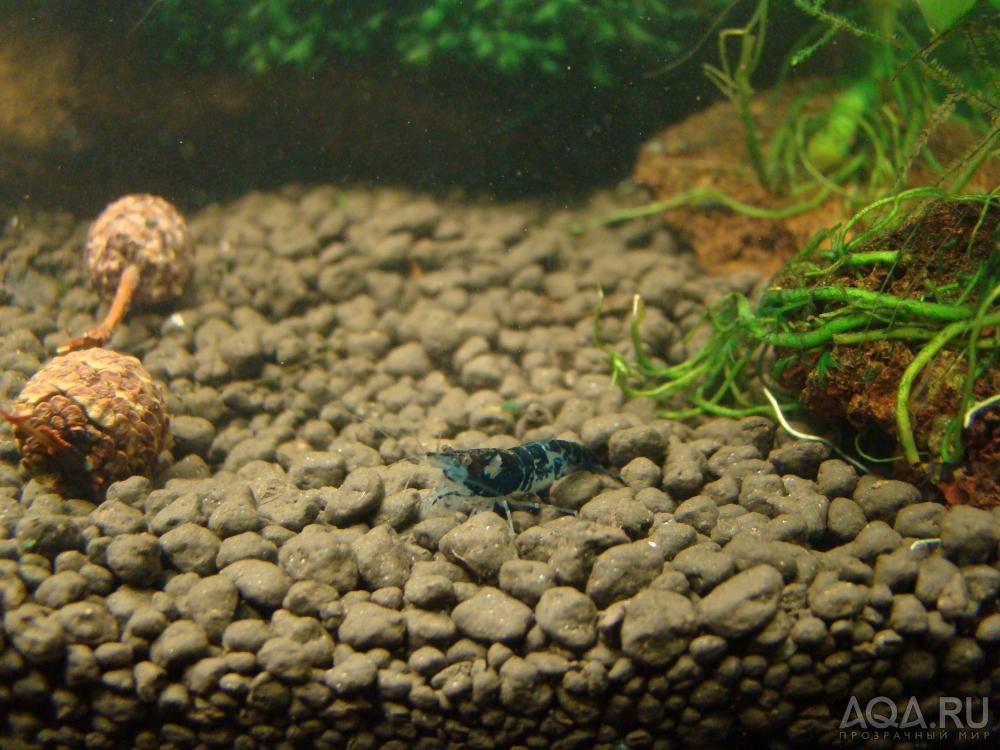 BLACK RILI 1