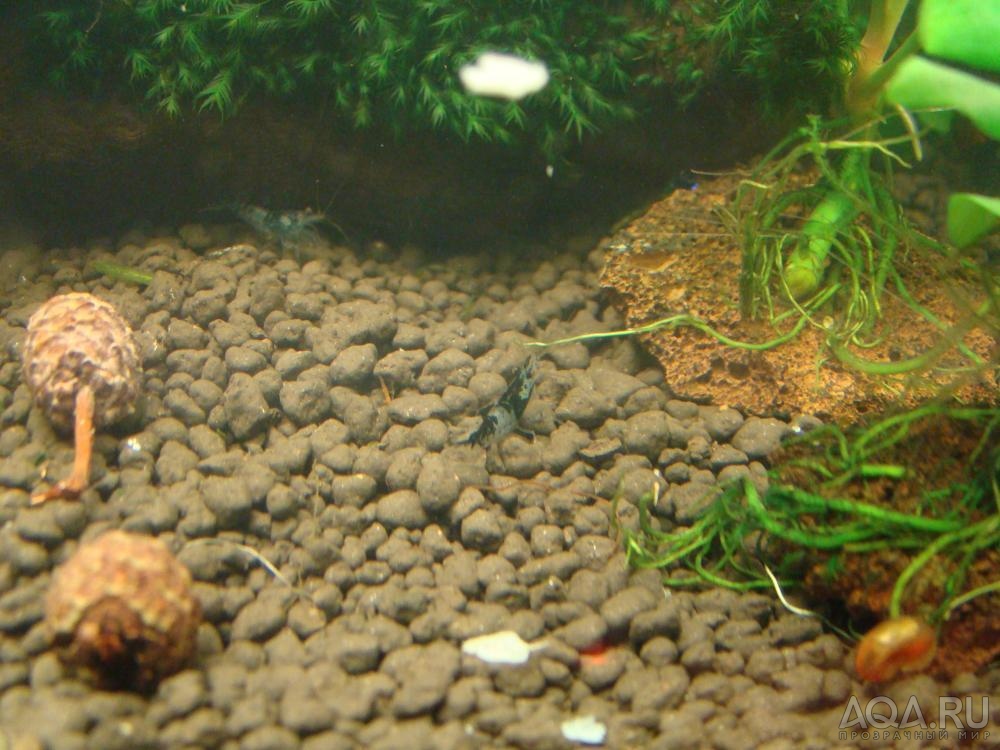 BLACK RILI 4