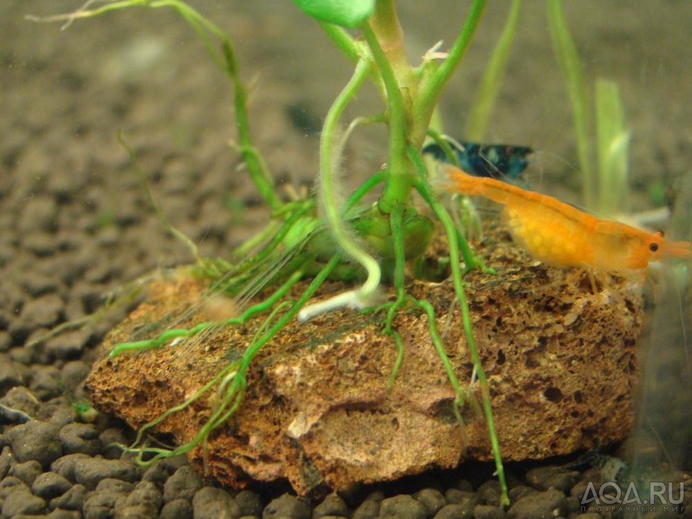 Orange Fire Shrimp