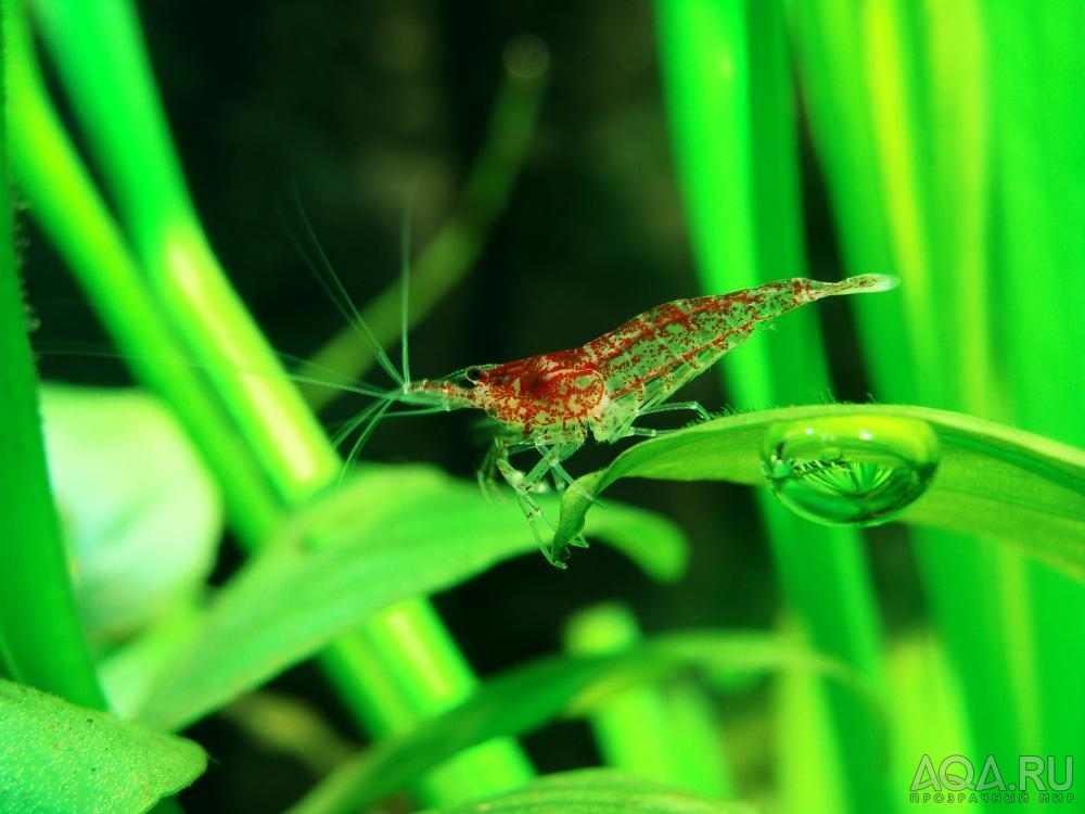 Креветка Вишня (Neocaridina heteropoda var. Red Cherry)