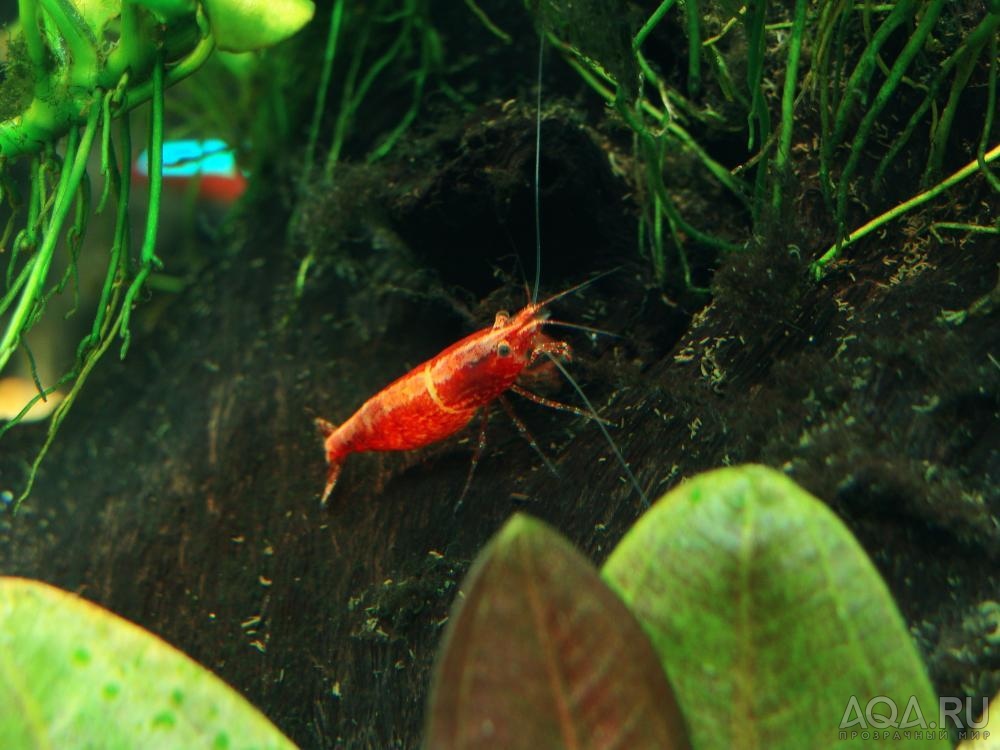 Креветка Вишня (Neocaridina heteropoda var. Red Cherry)