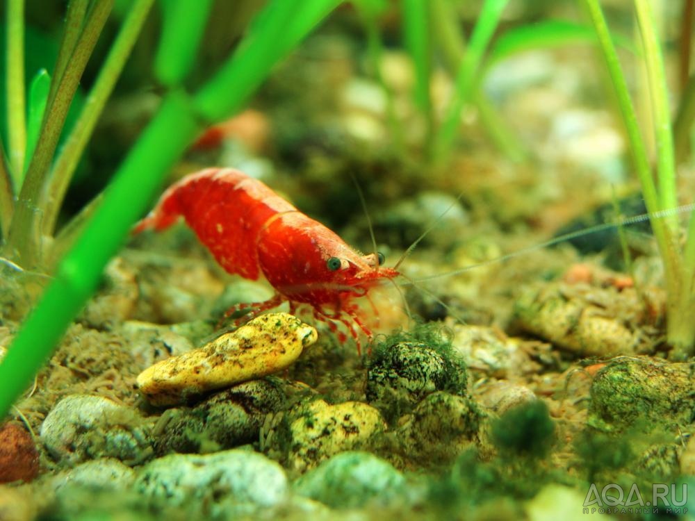 Креветка Вишня (Neocaridina heteropoda var. Red Cherry)