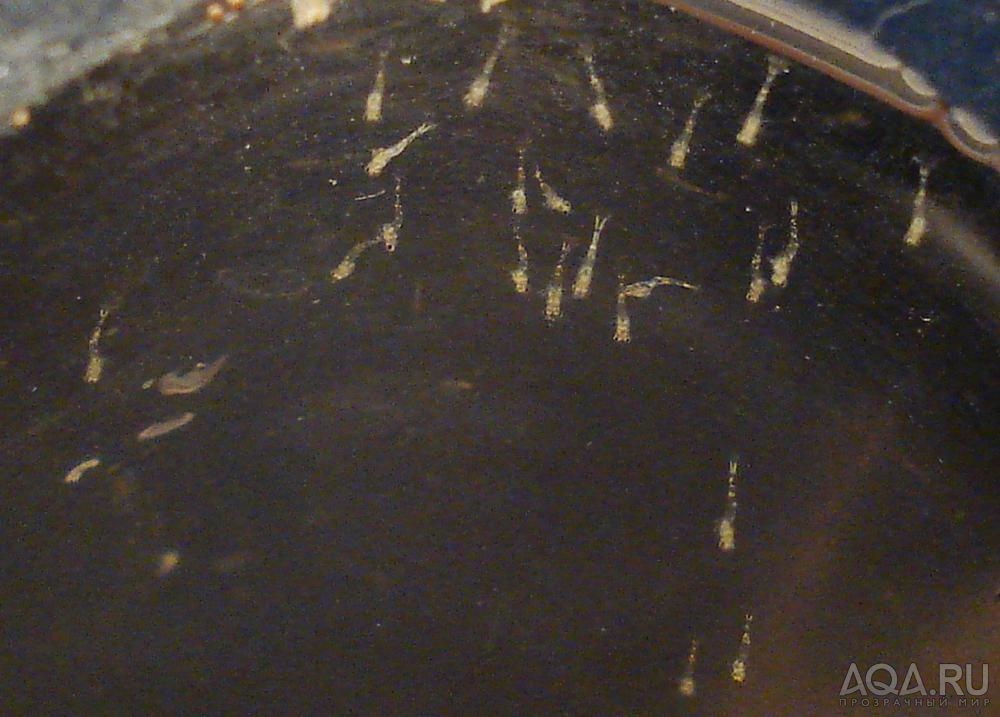Личинки креветки Амано