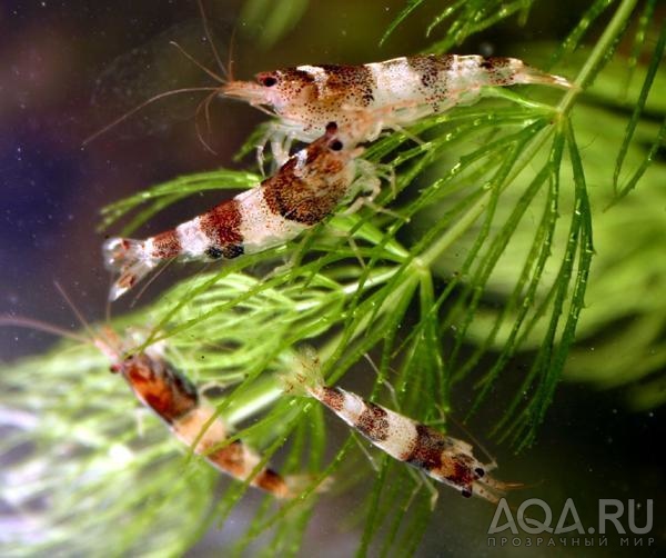 caridina Serrata