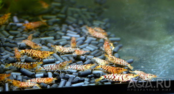 neocaridina sp. Tiger