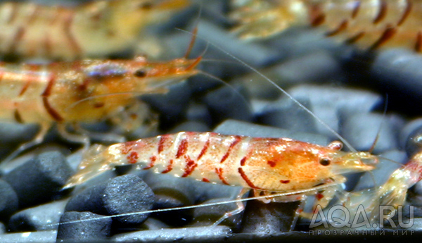 neocaridina sp. Tiger