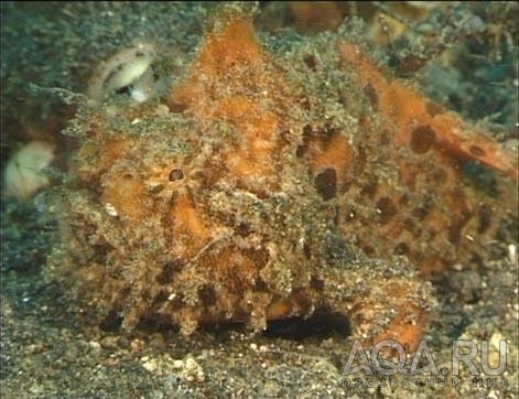 FrogFish