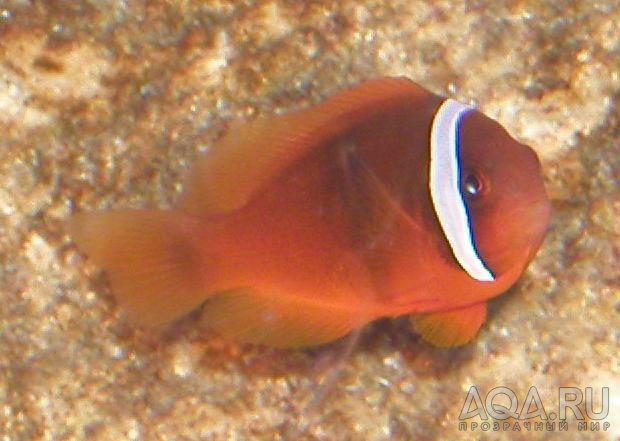 Tomato Clownfish