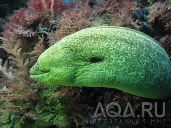 Green Moray